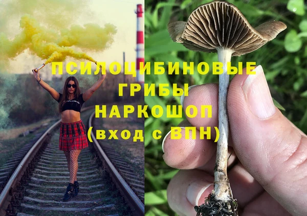 прущие грибы Абинск
