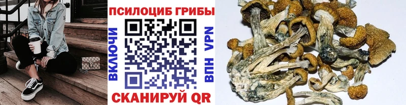 где купить   Кириллов  Псилоцибиновые грибы мицелий 